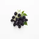 Brombeere roh