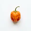 Scotch Bonnet
