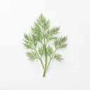 Dill