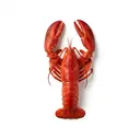 Hummer tiefgefroren, gekocht