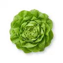 Kopfsalat
