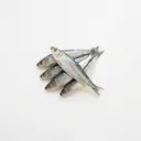Sardine roh