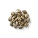 Venusmuscheln