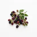 Wald-Brombeere roh
