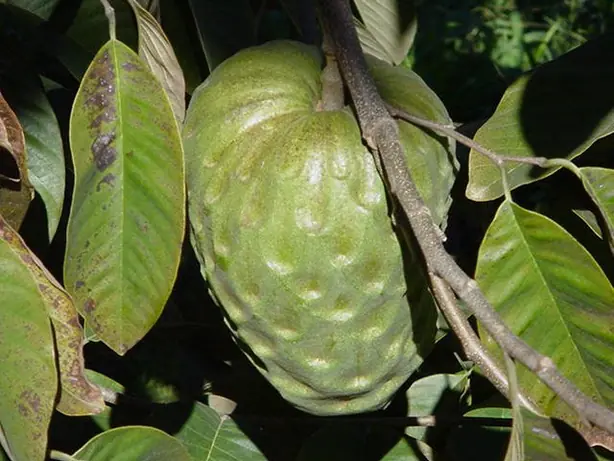 Foto von Gekühlte Cherimoya-Creme (Eisfrucht-Dessert) – fertig angerichtet