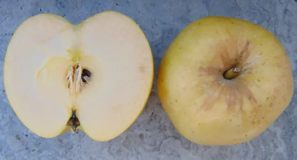 Aurora apples 3 – Foto: Nadiatalent (CC BY-SA 4.0)