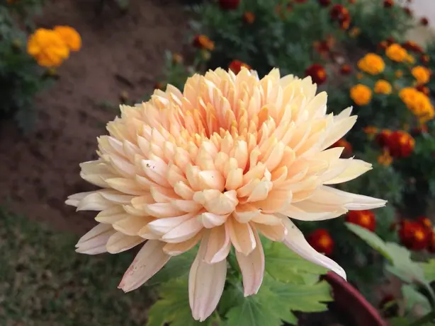 Foto von Klassischer Chrysanthementee (Ju Hua Cha) – fertig angerichtet