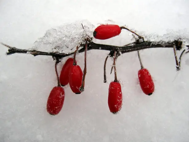 Berberis thunbergii berries – Foto: Petritap (CC BY-SA 3.0)