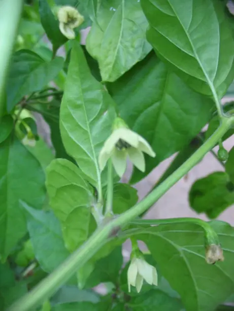 Foto von Scharfe Bhut-Jolokia-Paste (Indisches Geisterpfeffer-Chutney) – fertig angerichtet