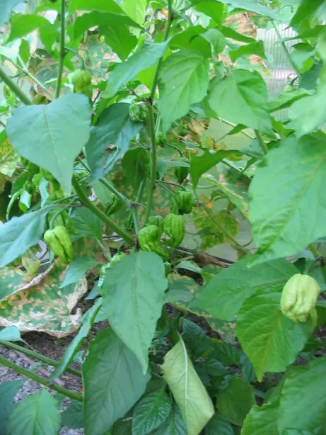 Bhut Jolokia - Pflanze mit unreifen Früchten – Foto: Ixitixel (CC BY-SA 3.0)