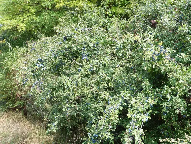Blackthorn - Balatonkenese – Foto: Elekes Andor (CC BY-SA 4.0)