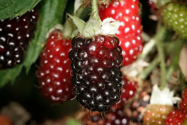 Foto von Hausgemachte Boysenbeeren-Marmelade – fertig angerichtet
