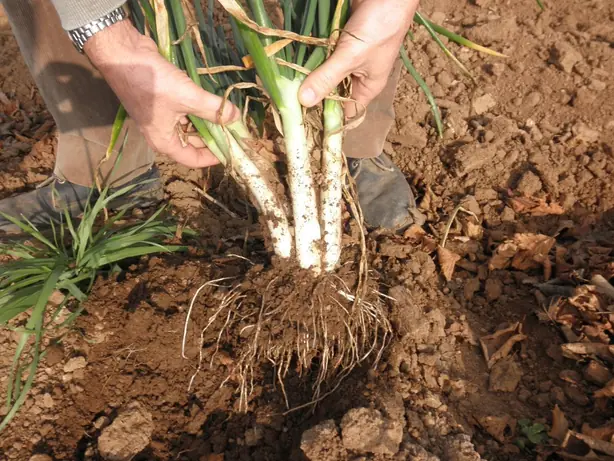 Calçots arrancats – Foto: Lluis tgn (CC BY-SA 3.0)