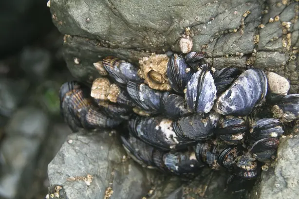 Foto von Gedämpfte Kalifornische Miesmuscheln in Weißwein-Sud – fertig angerichtet