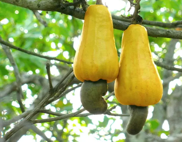 Foto von Geröstete Cashewkerne mit Meersalz – fertig angerichtet