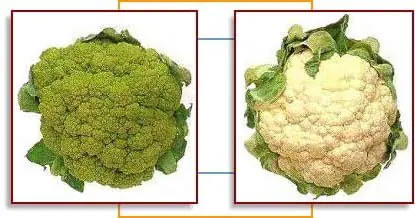 Cauliflower broccoflower – Foto: User Anthony DiPierro on en.wikipedia (PUBLIC DOMAIN)