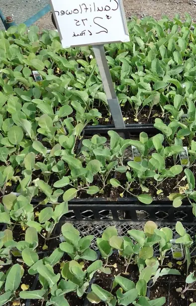 Cauliflower plants growing in New Jersey in April – Foto: Tomwsulcer (CC0)