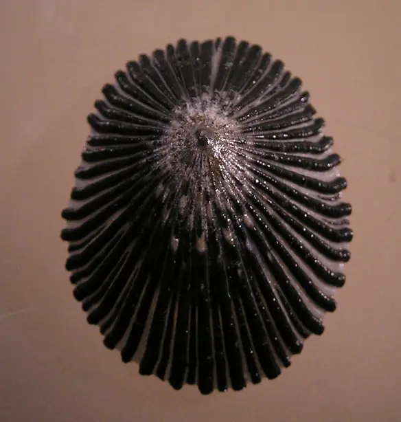 Foto von Hawaiianische ʻOpihi-Delikatesse (Schwarze Napfschnecken) – fertig angerichtet