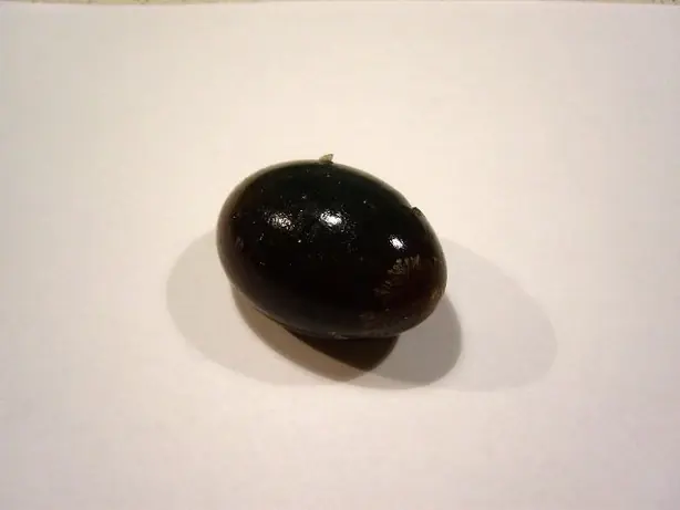 Centuryegg22 – Foto: Kowloonese at English Wikipedi (CC BY-SA 3.0)