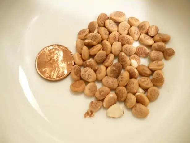 Foto von Chironji-Kheer (Indischer Reispudding mit Charoli-Kernen) – fertig angerichtet