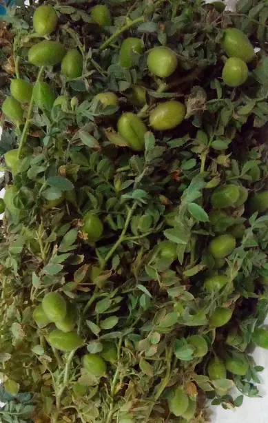 Foto von Klassisches Chana Dal (Indisches Kichererbsen-Curry) – fertig angerichtet