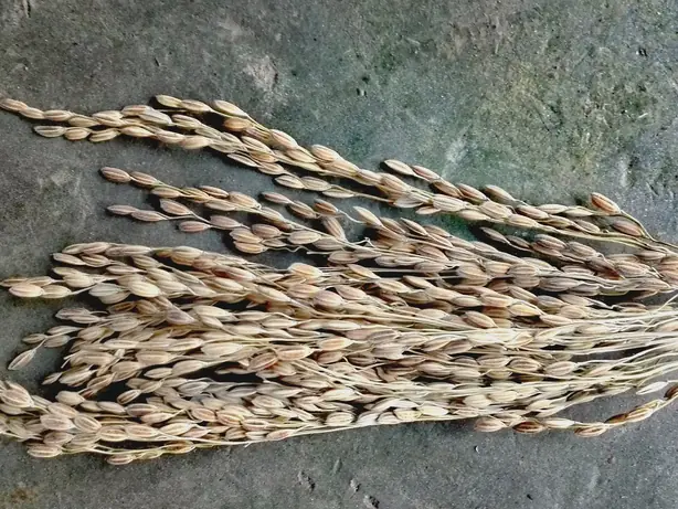 Foto von Chokuwa-Reis (Magischer Einweich-Reis aus Assam) – fertig angerichtet