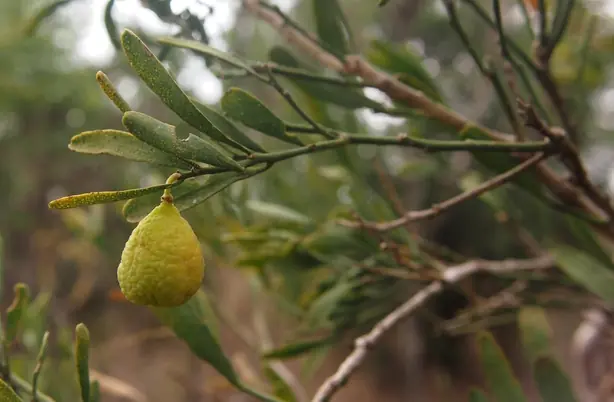 Citrus glauca fruit – Foto: Mark Marathon (CC BY-SA 3.0)