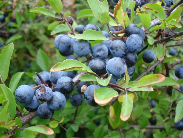 Closeup of blackthorn aka sloe aka prunus spinosa sweden 20050924 – Foto: Unbekannt (CC BY-SA 3.0)