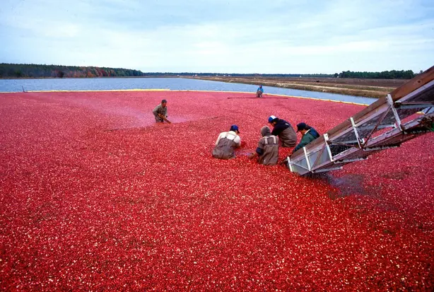 Cranberrys beim Ernten – Foto: Keith Weller, USDA-ARS (PUBLIC DOMAIN)