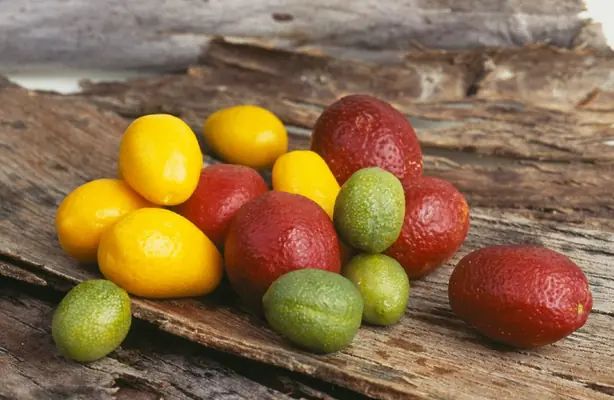 CSIRO ScienceImage 3592 New lime varieties bred from native Australian limes – Foto: Carl Davies, CSIRO (CC BY 3.0)
