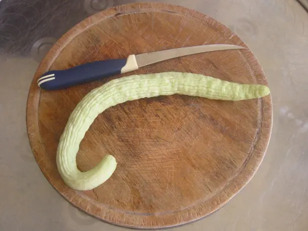 Cucumis melo flexuosus – Foto: Katpatuka (PUBLIC DOMAIN)