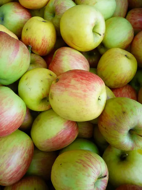 Foto von Französische Apfel-Tarte mit Delbarestivale – fertig angerichtet