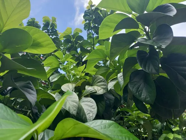 Foto von Klassische mexikanische Guacamole – fertig angerichtet