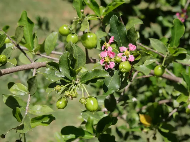 Malpighia glabra blossom and unripe fruits – Foto: Eric Gaba (Sting - fr:Sting) (CC BY-SA 3.0)