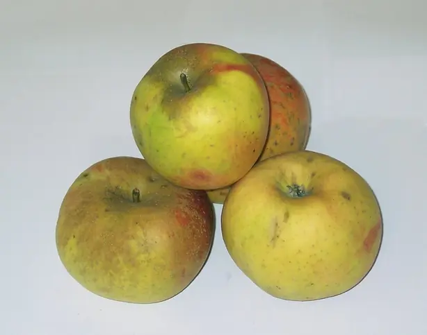 Foto von Blenheim Orange Apfelmus (Feines englisches Püree) – fertig angerichtet