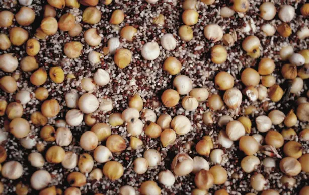 Foto von Äthiopisches Injera (Teff-Fladenbrot) – fertig angerichtet
