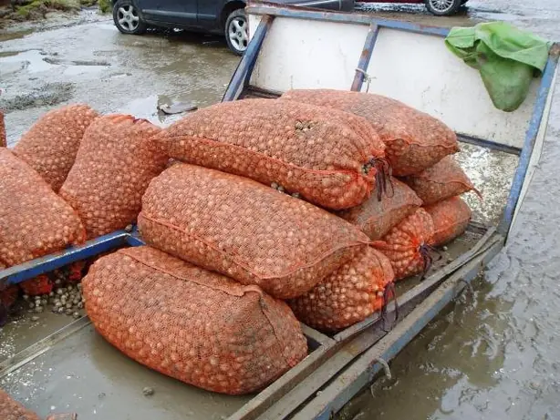 Foto von Gedünstete Herzmuscheln in Weißwein-Kräutersud – fertig angerichtet