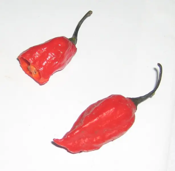 Naga Jolokia Peppers – Foto: Gannon anjo at English Wikiped (PUBLIC DOMAIN)