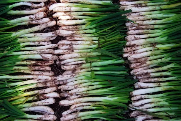 Paret de calçots – Foto: Laia Solanellas from Reus, Catalonia (CC BY 2.0)