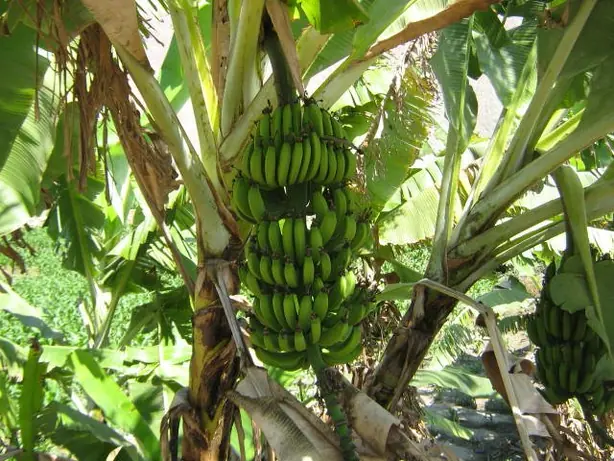 Foto von Chifles – Knusprige südamerikanische Kochbananen-Chips – fertig angerichtet