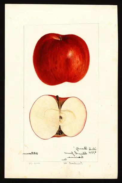 Foto von Gebackene Beauty of Kent Äpfel (Traditioneller Englischer Bratapfel) – fertig angerichtet