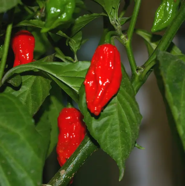 Reife und grüne Bhut Jolokia – Foto: speidelj (Špajdelj at de.wikip (PUBLIC DOMAIN)