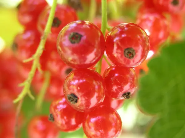 Foto von Klassischer Beeren-Cobbler (Fruchtiger Beerenauflauf) – fertig angerichtet