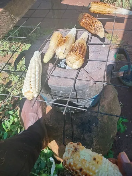 Roasting maize(corn on the cob) – Foto: Akili88 (CC BY 4.0)