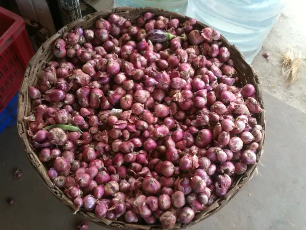 Shallot (Sambar Onion) (1) – Foto: Ask27 (CC BY-SA 3.0)