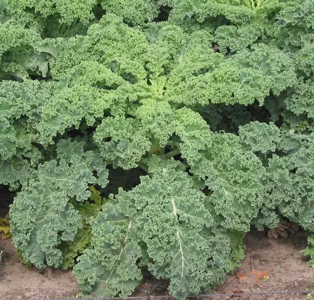 Foto von Knusprige Grünkohl-Chips - Der gesunde Superfood-Snack – fertig angerichtet