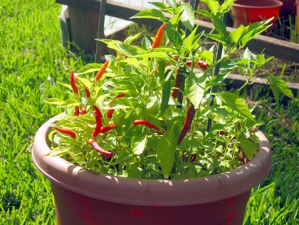 Foto von Portugiesische Piri-Piri-Sauce (Molho Piri-Piri) – fertig angerichtet