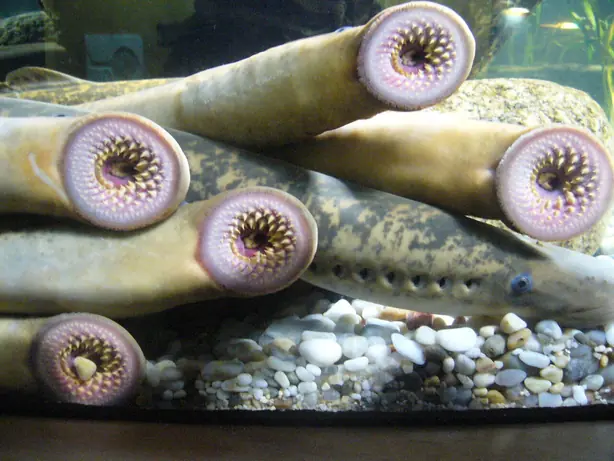 Wikipedia-Bild - Petromyzon_marinus.001_-_Aquarium_Finisterrae.jpg - Foto: Fernando Losada Rodríguez - CC BY-SA 4.0