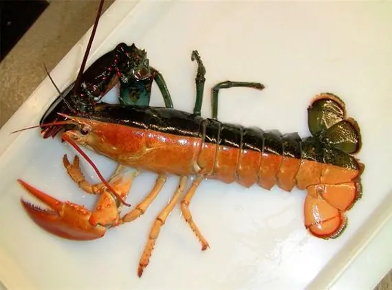 Foto von Klassischer Amerikanischer Hummer mit Zitronenbutter – fertig angerichtet